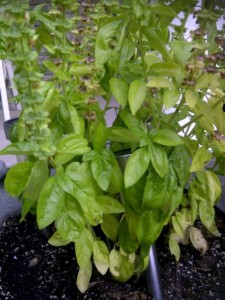 Classic Basil Plant - CookingWithKimberly.com Kitchen Garden Store