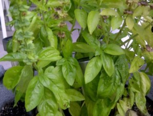 Classic Basil Plant - CookingWithKimberly.com Kitchen Garden Store