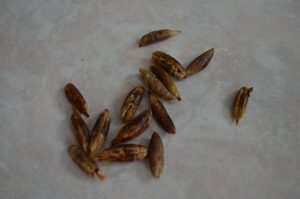 Deglet Nour Date Palm Tree Seeds - cookingwithkimberly.com