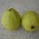 Apple Guava Tree Seeds